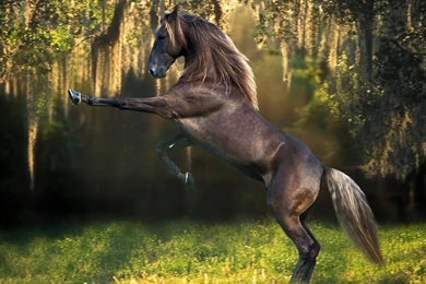 Horse Funny Wallpapers Top 15 Hd Horses Wallpapers For Desktop ...