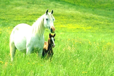 Horse Wallpapers Desktop 2