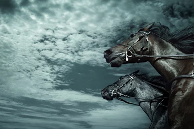 Horse Computer Wallpapers, Desktop Backgrounds