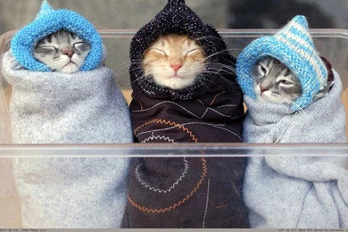 Funny Kittens Wallpapers   Wallpapers Cave