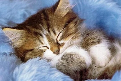 Free Kitten Wallpapers – 1024×768 HD Wallpapers Background, Desktop ...