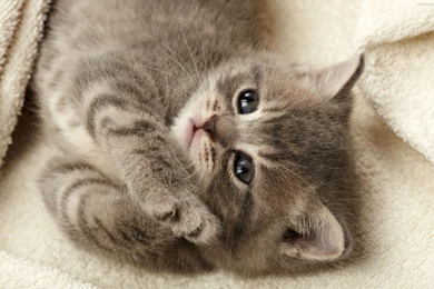 Anime Kittens For Smartphone Free Wallpapers, HQ Backgrounds