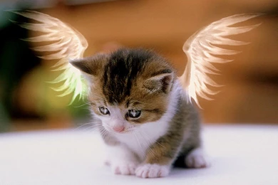 Small Kittens Wallpapers