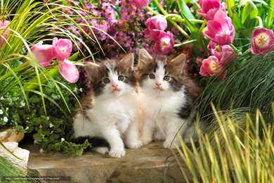 17790_kotyata_koshki_zhivotnye_cvety_tyulpany_zelen_maly_2000x1333_www.Gde Fon.com.jpg