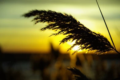 Nature,Sun Nature Sun 1900x1200 Wallpapers – Sun Wallpapers ...