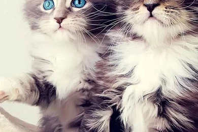 Kitten Wallpapers Iphone   Danasrgb.top