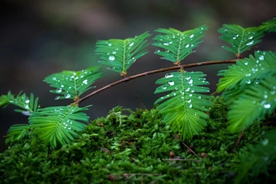 Rain On Leaves Wallpapers HD