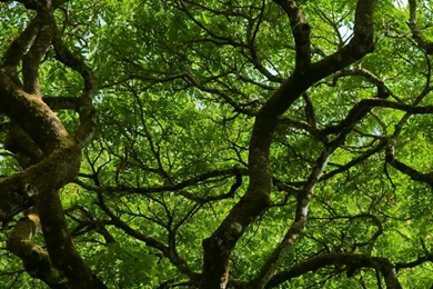 Natural Roof HD Desktop Wallpapers : High Definition : Fullscreen ...