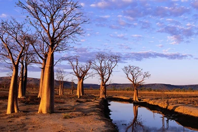 Australia, Boab Trees On Kimberley Plateau 1920*1080第1 Desktop ...