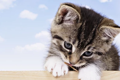 2017 Cute Baby Cat HD Wallpapers