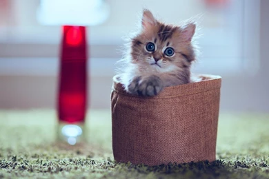 Baby Cat Wallpapers HD   Android Apps On Google Play