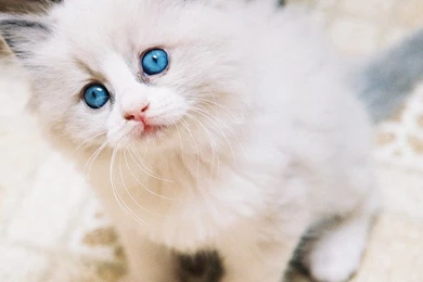 Cute Baby White Cats Wallpapers