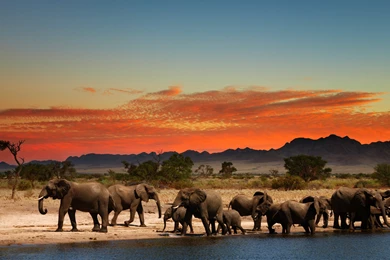 Herd Of Elephants In African Savanna 4K Ultra HD Wallpapers