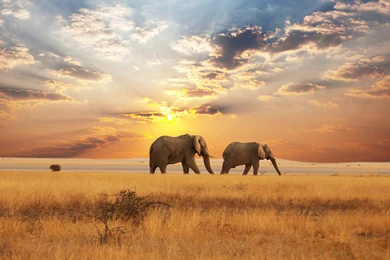 Cool Savannah Wallpapers By Naomi Bilia On FL