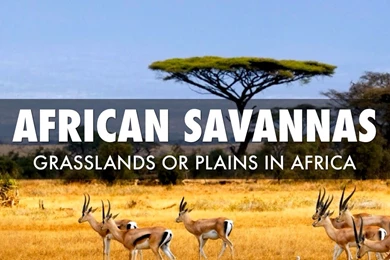 African Savanna By Mehlina Mcentire