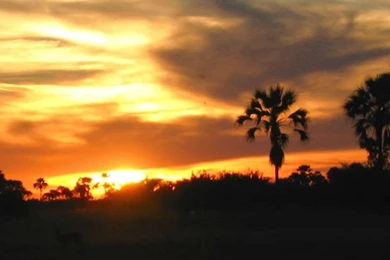 Zebras On The African Savannah iPhone 6 Wallpapers   Zebras iPhone ...