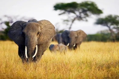 African Elephants Wallpapers HD Download For Desktop & Mobile