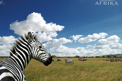 Awesome Savanna Landscape Wallpapers