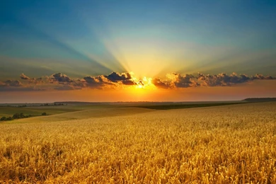 Wallpapers Cornfield Sunset Over Nature 1920x1080