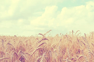 Amazing Cornfield 1400x1050 Wallpapers, 1400x1050 Wallpapers ...