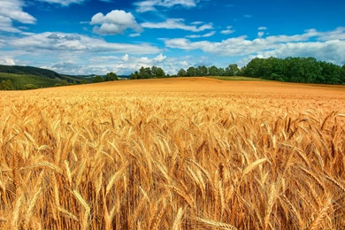 43 Cornfield HD Wallpapers