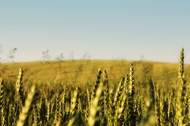 Theme Bin» Blog Archive » Cornfield HD Wallpapers
