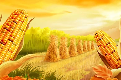 Corn Field Abstract Hd Wallpapers