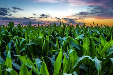 Corn Field Green Nature Sunset Wallpapers HD Free Download