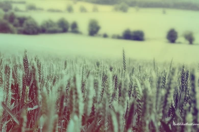 Cornfield Wallpapers