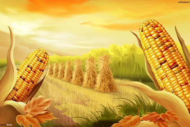 A Cornfield HD Wallpapers