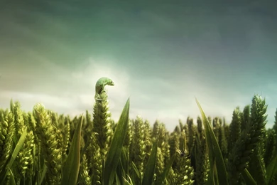 Green Cornfield By Gal Anonim   Desktop Wallpapers