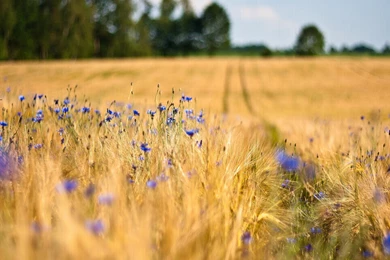 Bright Colored Flowers Wallpapers Search Results   Page 31 ...