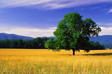 1600x1200 Sky Trees & Corn Field Desktop PC And Mac Wallpapers