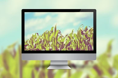 Corn Field Wallpapers