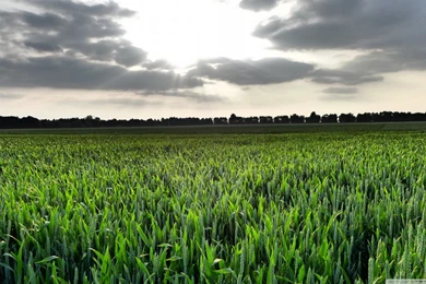 In The Cornfield HD Desktop Wallpapers : High Definition