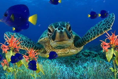 Coral Reef Backgrounds