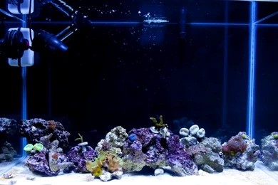 Background Pics... Please Post Them   Reef Central Online Community