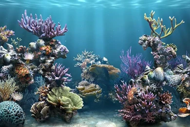PrettyReefBackground.jpg Photo By Cryptcreepist