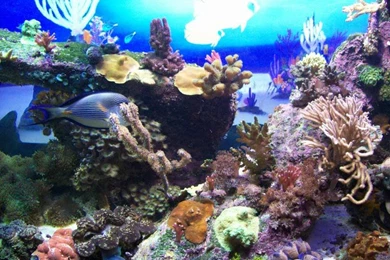 Backgrounds Battle!   Reef Central Online Community