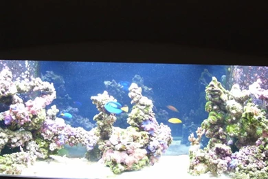 Black/Blue Backgrounds   Show Me Your Tank   Reef Central Online ...