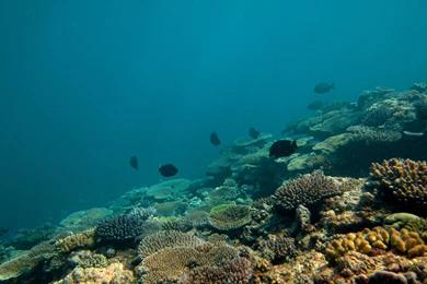 The Great Barrier Reef Has Lost Half Of Its Coral In The Last 27 Years
