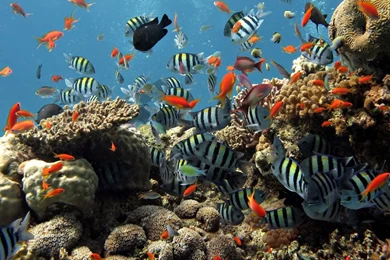 Underwater Coral Reef Fish Backgrounds (6139)