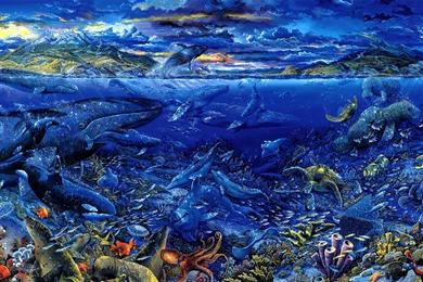 Underwater Coral Reef HD Backgrounds Wallpapers