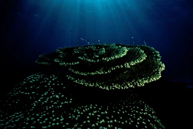 Rhino Fish By PodgeyPanda On DeviantArt