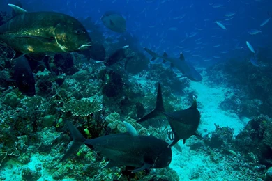 Large Jacks And A Napolean Wrasse With A Hunting White Tip Reef Shark.