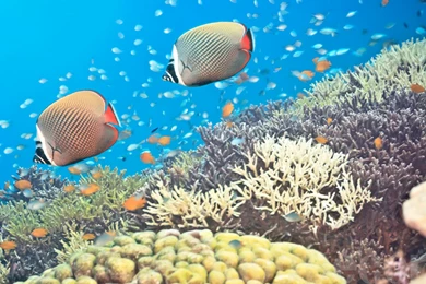 Underwater Panorama Coral Reef Backgrounds (6124)