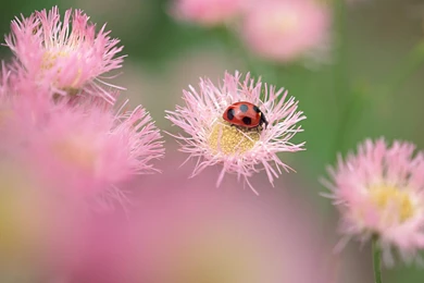 Hd Wallpapers For Android Tablet Free Download