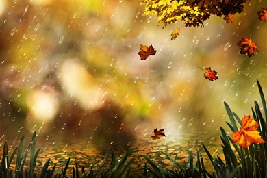 31 Fall HD Wallpapers