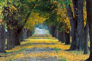 Fall Season 165 Widescreen Wallpapers