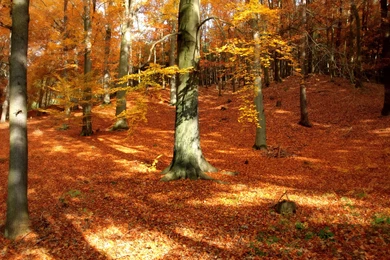 Tree Forest Wood Autumn Fall Season Leaves Wallpapers